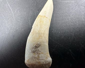 Enchodus fossiler Fischzahn aus Marokko der späten Kreidezeit