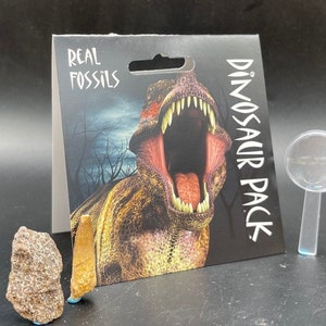 Genuine dinosaur fossil pack with tooth, bone, and eggshell - perfect gift for kids and collectors