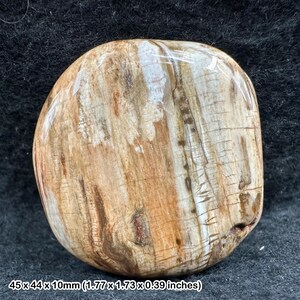 Fossil wood worry stone palm stone madagascar 40–50mm genuine petrified wood | authentic polished fossilised tree specimen with coa