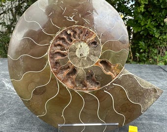 Polished ammonite single fossil, genuine collectible, certified