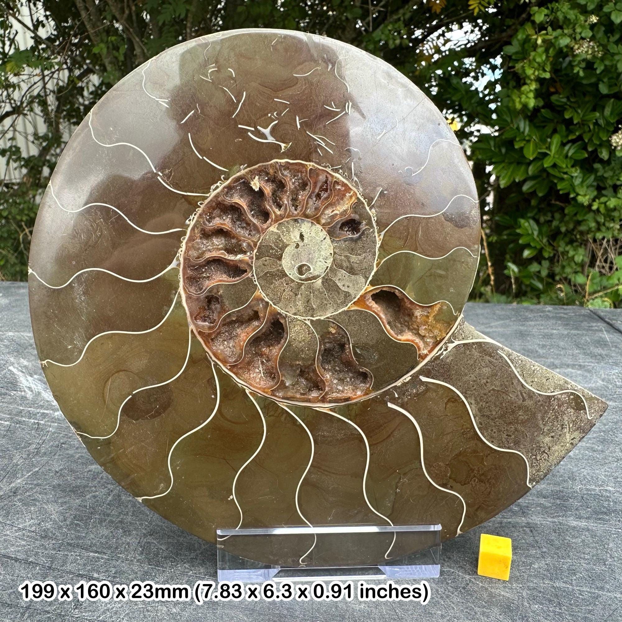 アンモナイト　化石 黄鉄鉱化アンモナイト化石 - 海福雑貨通販部