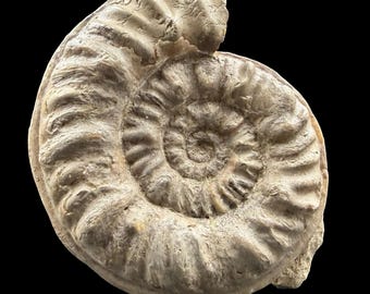 Denckmannia cf pseudoerbaensis ammonite fossil upper toarcian france genuine display coa thouars deux-sevres jurassic specimen