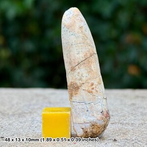 Genuine rebbachisaurus dinosaur tooth fossil cretaceous kem kem morocco coa