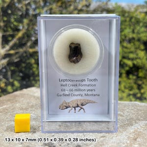 Fossil leptoceratops dinosaur tooth - genuine cretaceous fossil - montana usa - coa included