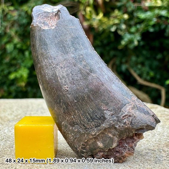 本物のメガロサウルス恐竜の歯の化石 - メガロサウルス科