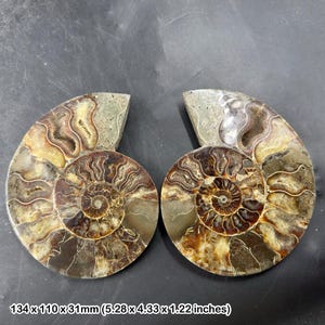 アンモナイト 化石 マダガスカル産 白亜紀 化石化したアンモナイトの化石ペア、研磨済み、100％本物の標本