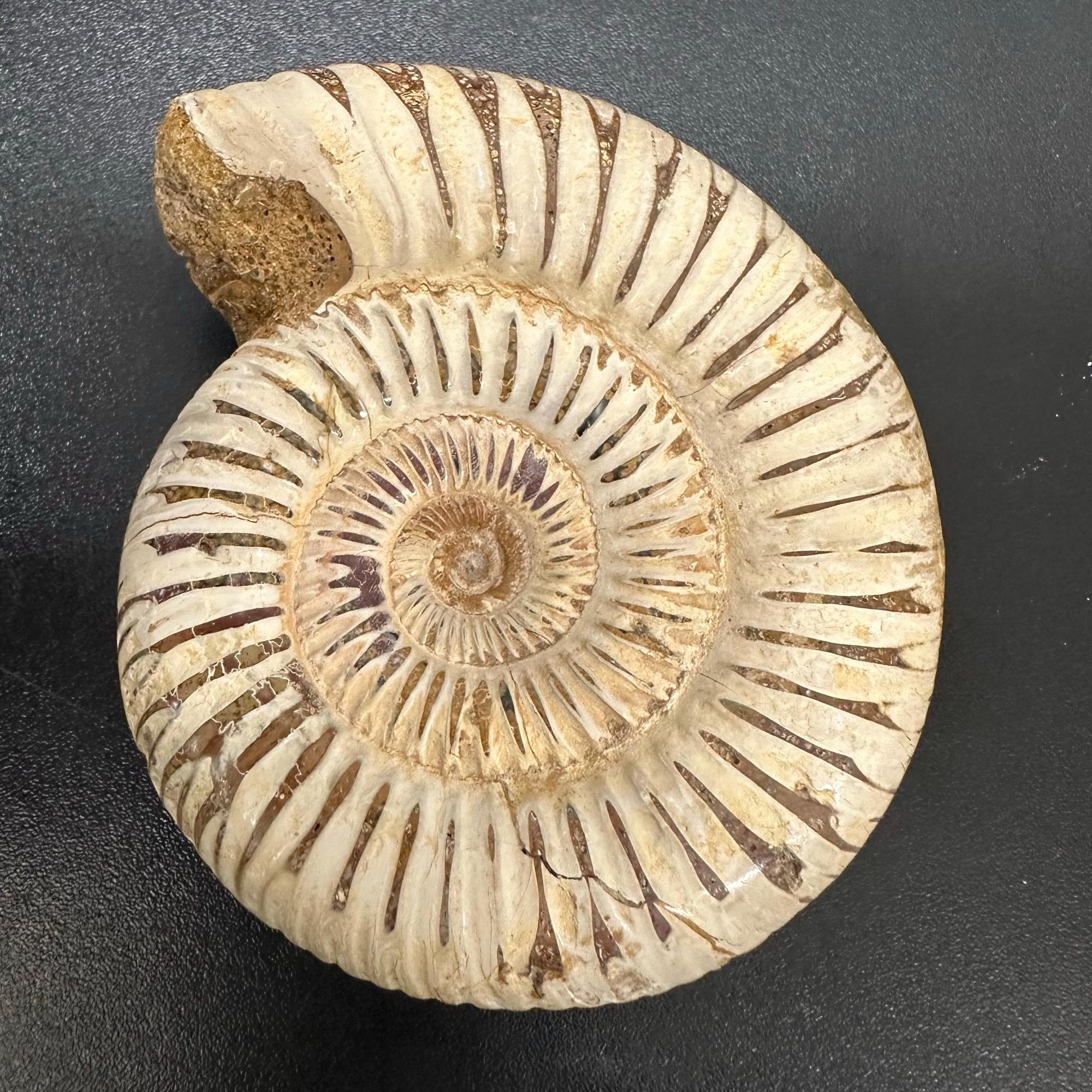 美しい化石アンモナイト、マダガスカルジュラ紀、本物、認定済み