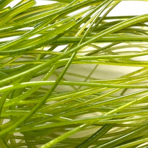 May include: A close-up of a bunch of long, thin, green strands of seaweed.