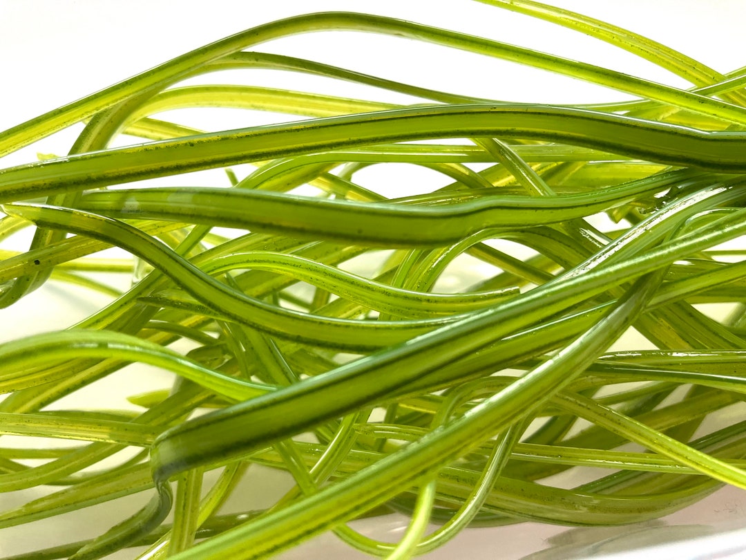 150g Mixed Green RIBBON Vitrigraph Glass Stringers, Bullseye Glass ...