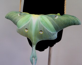 luna moth plush
