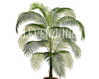 Palm Tree Clipart, Palm Tree Digital Download, Vintage Botanical Print Illustration, Palm Tree PNG JPG, Coconut Palm Tree