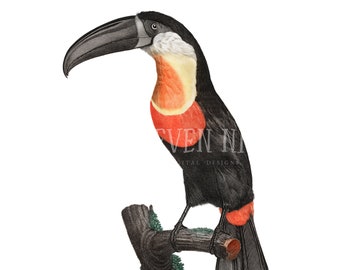 Toucan Clipart, Tropical Toucan Digital Download, Vintage Bird Illustration, Toucan PNG JPG