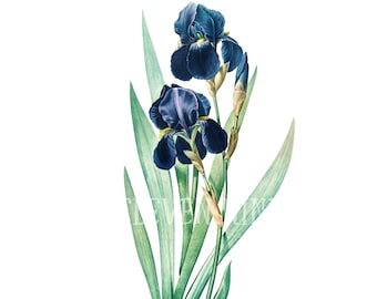 Iris Flower Clipart, German Iris Flower, Blue Floral Digital Download, Vintage Botanical Illustration Print, Iris Blue Flower JPG PNG