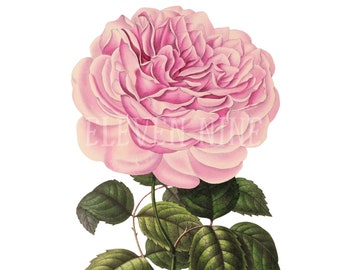 Pink Rose Clip Art, Rose Digital Download, Digital Rose, Pink Floral Clipart, Pink Rose Print, Vintage Rose Botanische Illustratie PNG JPG