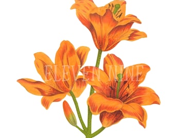 Lily Clip Art, Canadá Lily Flor Descarga Digital, Flores Naranjas, Vintage Lily Botanical Illustration Art, Naranja Lily PNG JPG