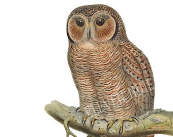 Owl Clipart, Owl Instant Download, Owl Printable, Bird Clipart, Owl digital Download, Owl Illustration, Owl PNG JPG