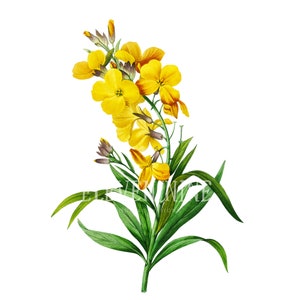 Yellow Floral Clipart, Yellow Wallflower, Yellow Flower Digital Download, Vintage Botanical Print Illustration, Yellow Flower Print
