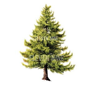 Pine Tree Clipart, Tree Clipart, Pine Tree Digital Download, Tree Printable, Forest Tree clipart, Vintage Tree, Pine tree PNG JPG