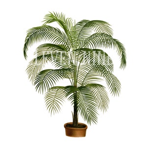 Imágenes prediseñadas de palmeras, descarga digital de palmeras, ilustración de impresión botánica vintage, palmera PNG JPG, palmera de coco