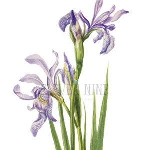 Peut inclure: Une peinture à l'aquarelle d'iris violets avec des tiges et des feuilles vertes sur un fond blanc.