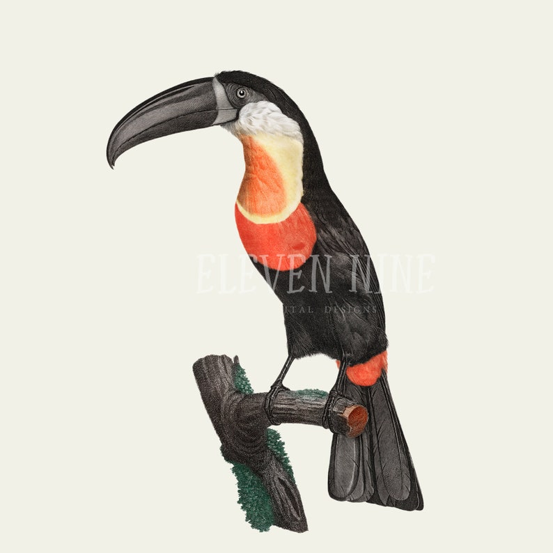 May include: A black and red toucan with a large orange beak perched on a branch. The toucan has a black body with a red throat and a white stripe around its neck.