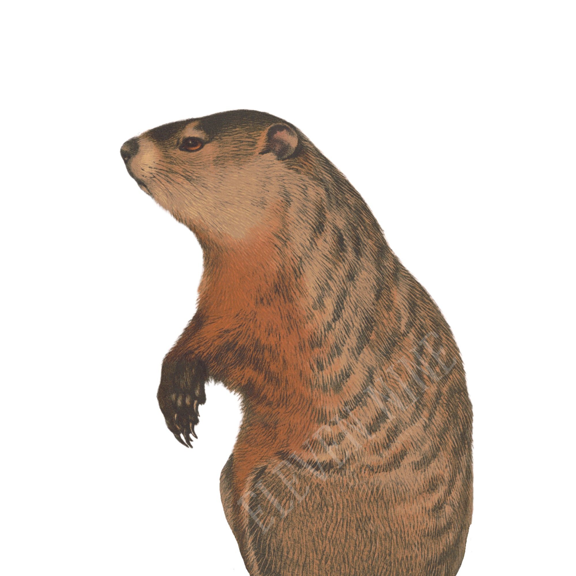 Woodchuck Clipart