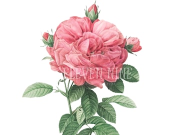 Pink Rose Clip Art, Rose Digital Download, Digital Roses, Pink Floral Clipart, Pink Rose Print, Vintage Rose Botanical Illustration PNG JPG