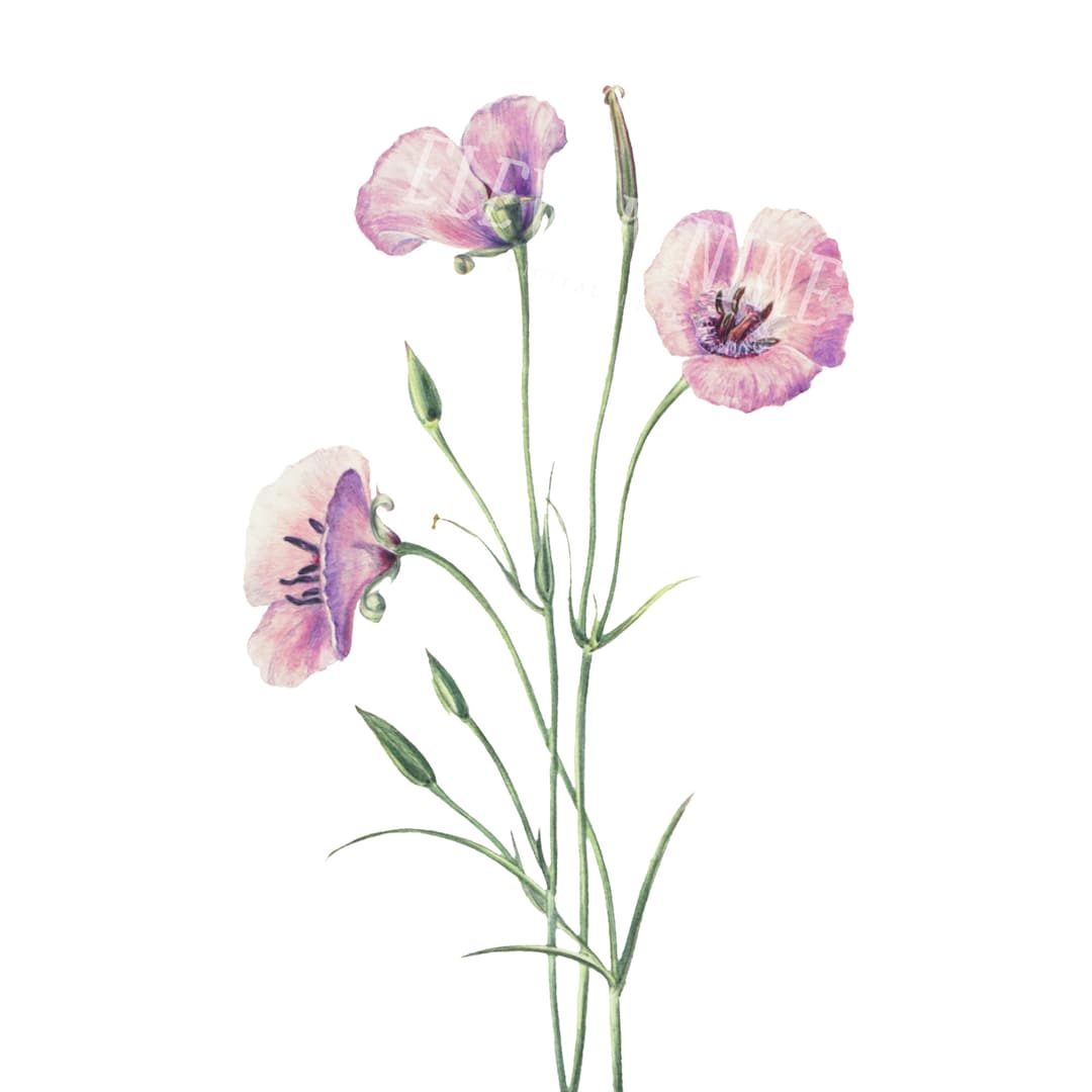 Wildflower Clip Art Lilac Mariposa Wildflowers Digital - Etsy