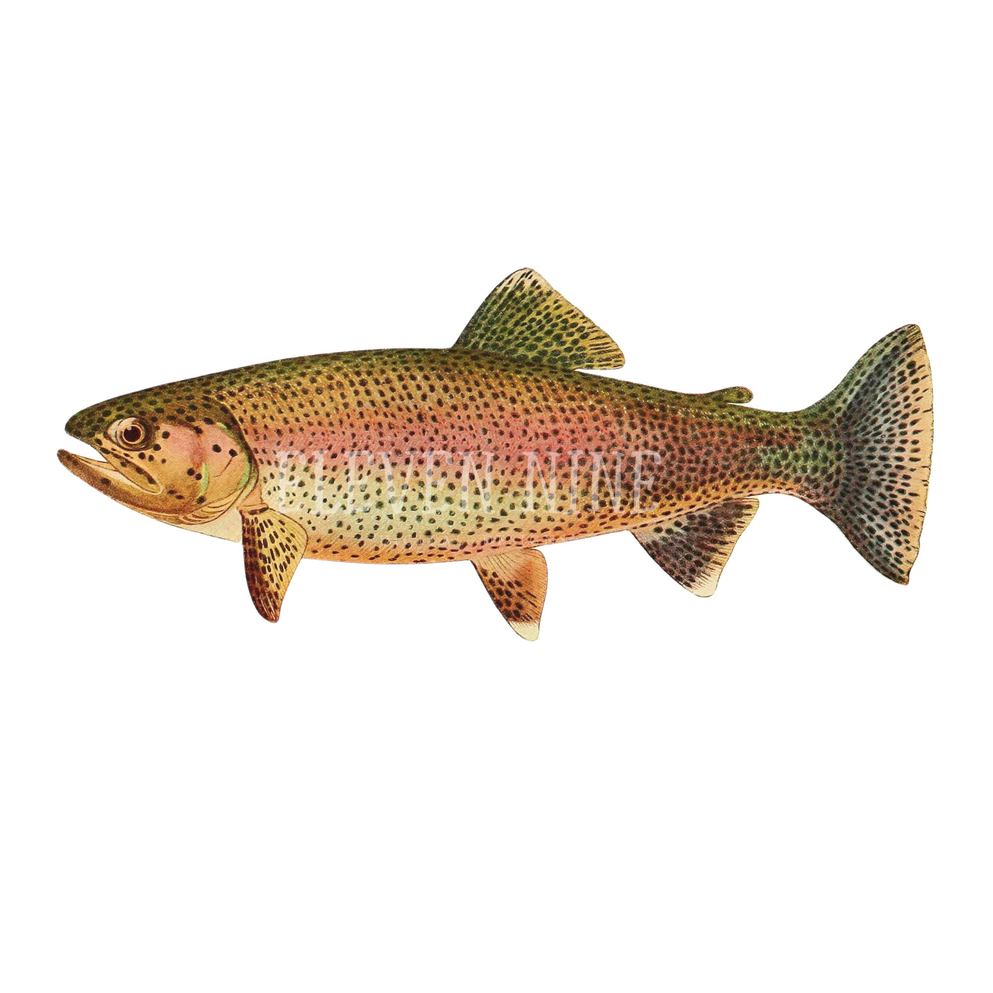 Trout Clipart Trout Fish Digital Download Trout Art Fishing Etsy