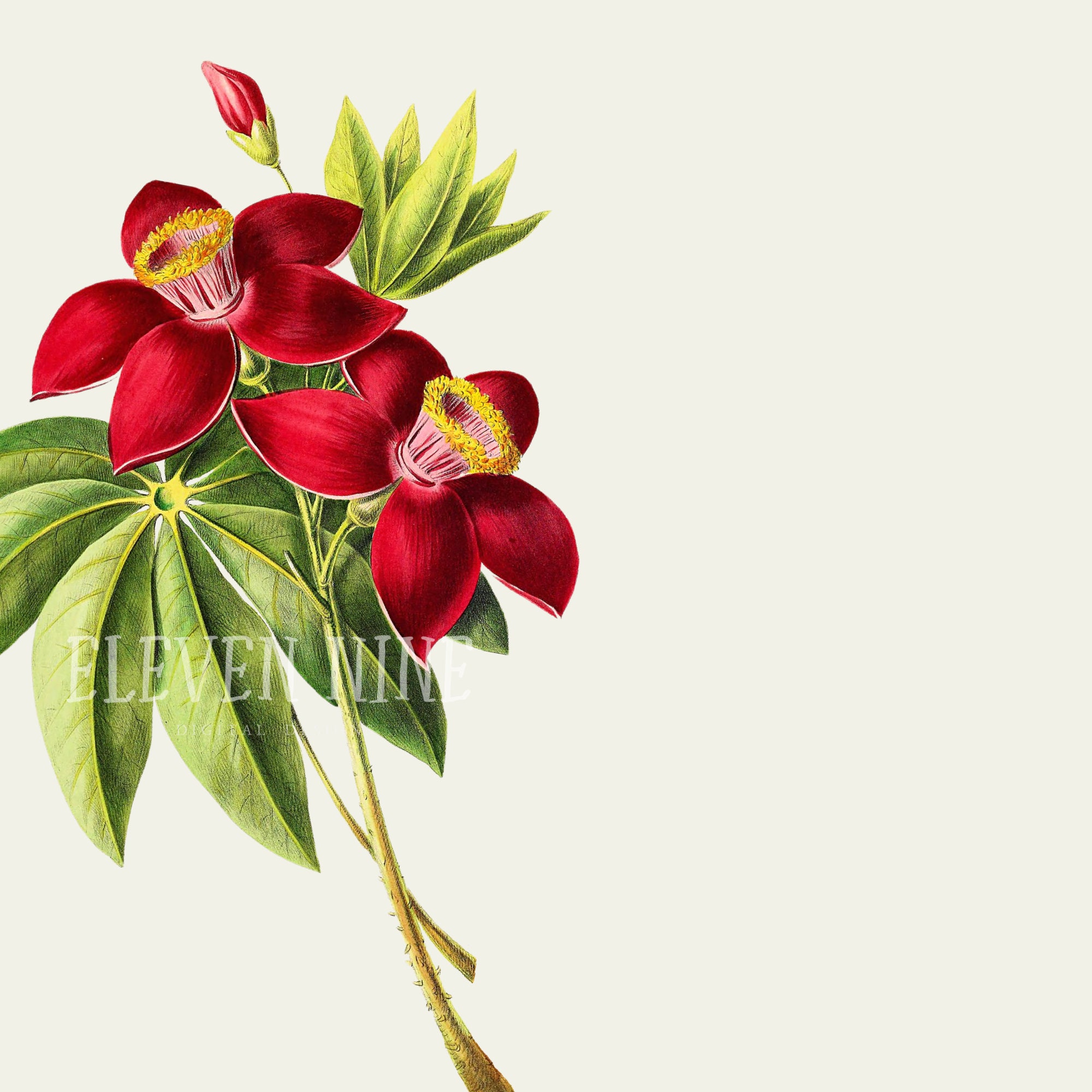 Tropical flower Clipart tropical red floral clipart tropical | Etsy