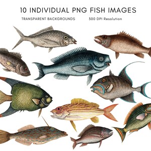 May include: Ten individual PNG images of various fish species, each with a transparent background. The fish are depicted in a realistic style with detailed colors and patterns. The images are suitable for digital design projects, such as creating illustrations, patterns, or backgrounds.