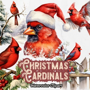 Cardeais de Natal Clipart, Cardeal Vermelho Aquarela PNG, Cardeais de Inverno, Clipart de Pássaro de Natal, Download Instantâneo, Fundo Transparente