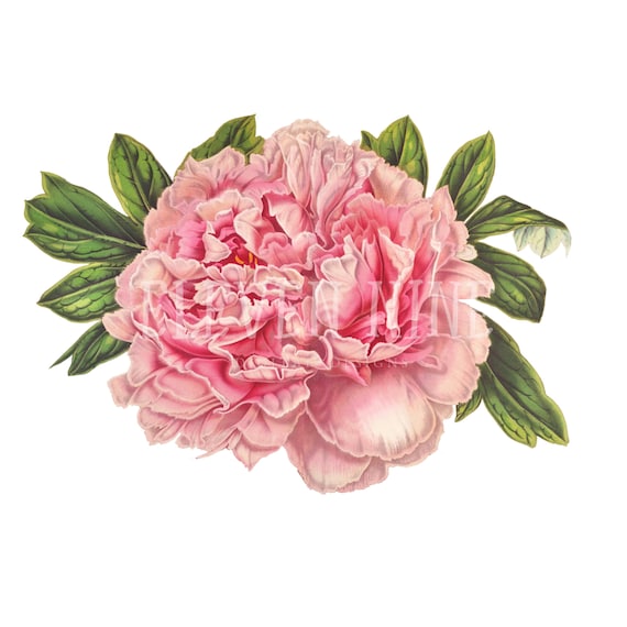Peony Clip Art Peony Flower Digital Download Pink Peony - Etsy