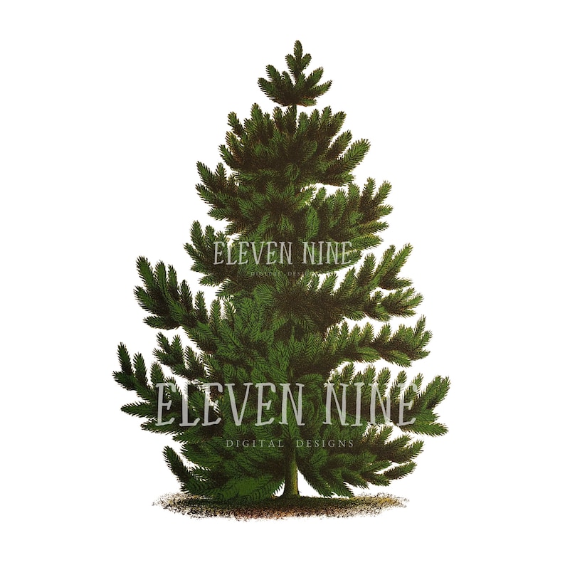 Pine Tree Clipart, Christmas Tree Clipart, Tree Clipart, Scotch Pine, Vintage Print, Botanical Illustration, Tree Digital Printable Download image 1