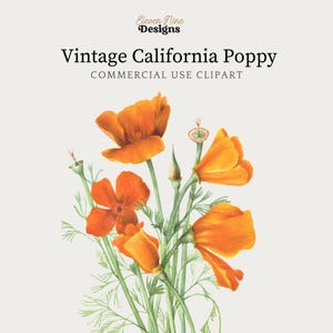 Coquelicot Clip Art, téléchargement numérique de fleur de pavot, illustration botanique vintage de pavot PNG JPG