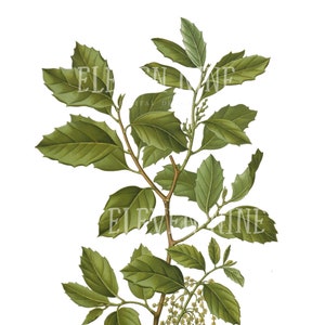 May include: A close-up of a green leafy branch with small white flowers. The branch is isolated against a white background.