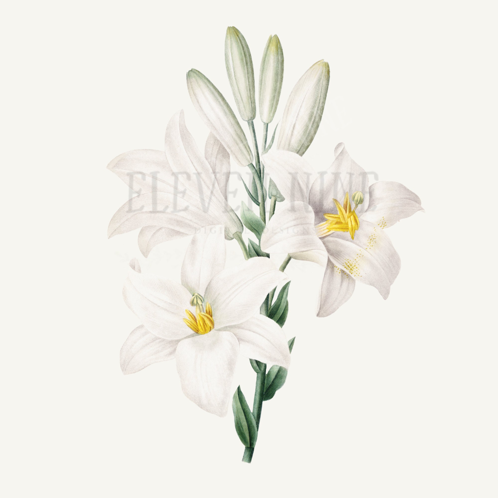 ユリのクリップアート、ユリの花のデジタルダウンロード、白い花