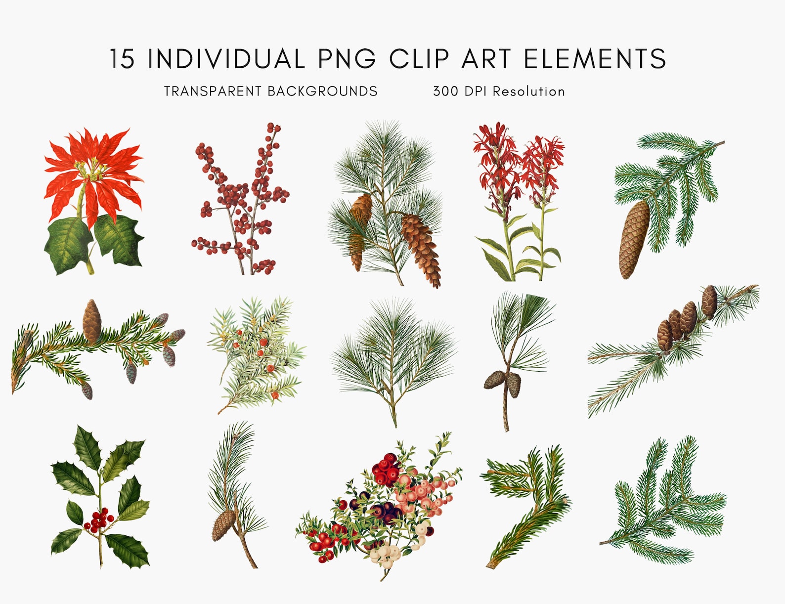 Christmas Botanical Clipartchristmas Greenery PNG Etsy