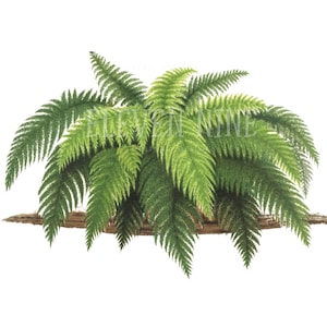 Fern Clipart, Fern Plant, Fern Digital Download, Fern PNG JPG, Fern Leaf, Botanical Fern Print Illustration, Plant Clipart