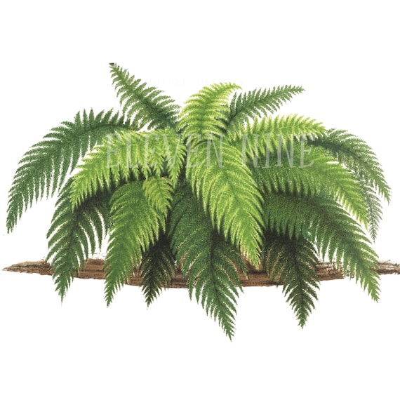 Fern Clipart, Fern Plant, Fern Digital Download, Fern PNG JPG, Fern Leaf,  Botanical Fern Print Illustration, Plant Clipart - Etsy UK