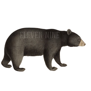 Black Bear Clipart, Black Bear Digital Download, Vintage Black Bear Illustration Print, Woodland Bear PNG JPG