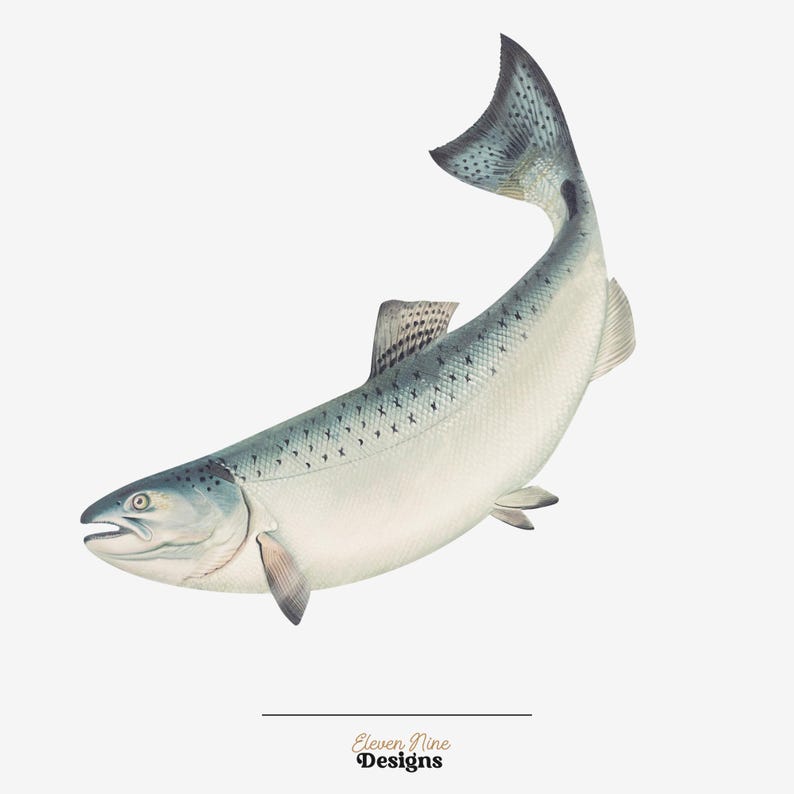 May include: A detailed illustration of a silver salmon with black spots, swimming to the right. The fish has a white belly and a dark grey back. The tail is fanned out and the fins are visible.