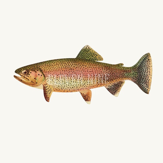 Trout Clipart, Trout Fish Digital Download, Trout Art, Fishing Clipart,  Trout PNG JPG, Vintage Fish Illustration Print -  Norway