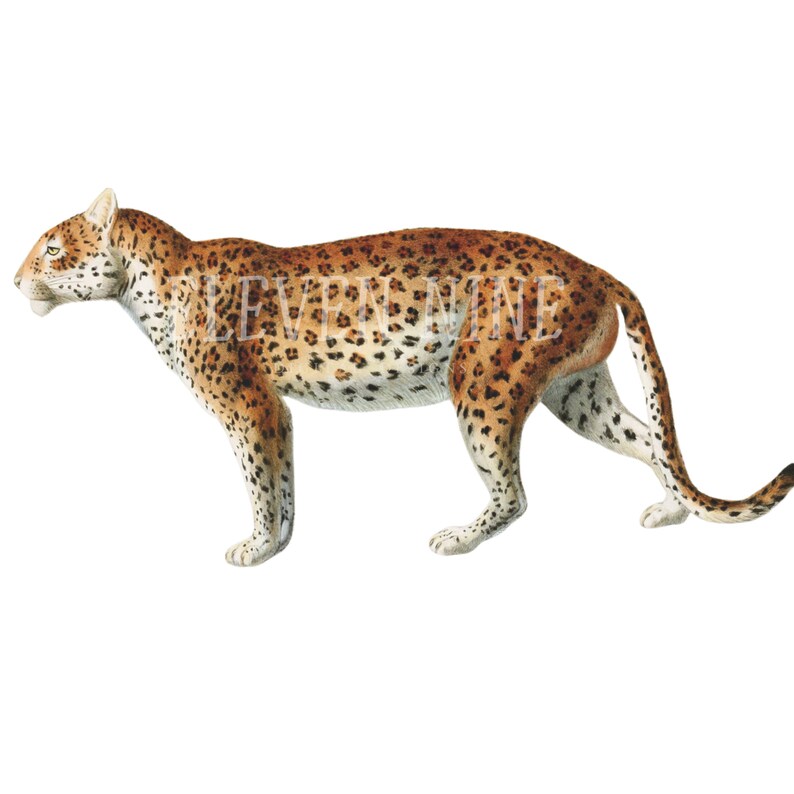 May include: A watercolor illustration of a leopard with brown and black spots on a white background.