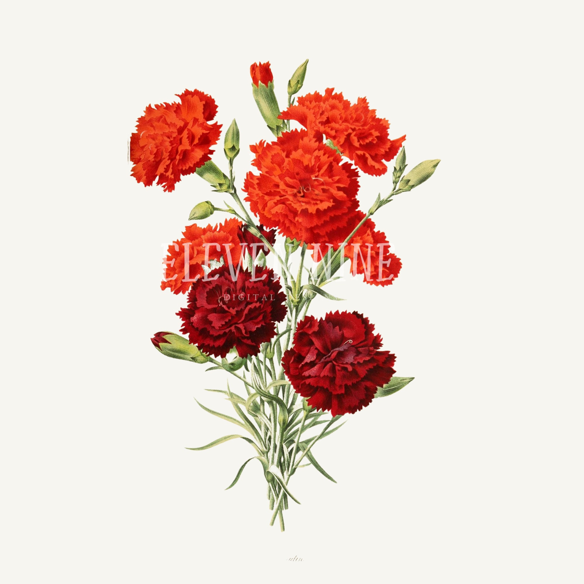 Carnation Flower Clipart Red Carnations Red Floral Bouquet | Etsy