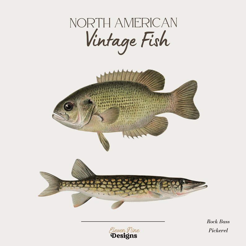 May include: Vintage illustration of two North American fish: a Rock Bass and a Pickerel. The Rock Bass is a light brown color with dark spots and fins. The Pickerel is a light green color with dark spots and fins. The illustration is labeled "North American Vintage Fish" and "Eleven Nine Designs".