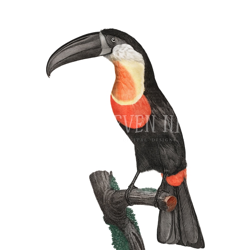 May include: A black and red toucan with a long, orange beak perched on a branch with green leaves.