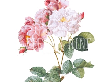 Vintage Damask Rose Clipart, Botanical Illustration (PNG JPG)