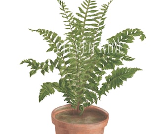 Fern Clipart, Fern Plant, Fern Digital Download, Fern PNG JPG, Fern Leaf, Botanical Fern Print Illustration, Plant Clipart
