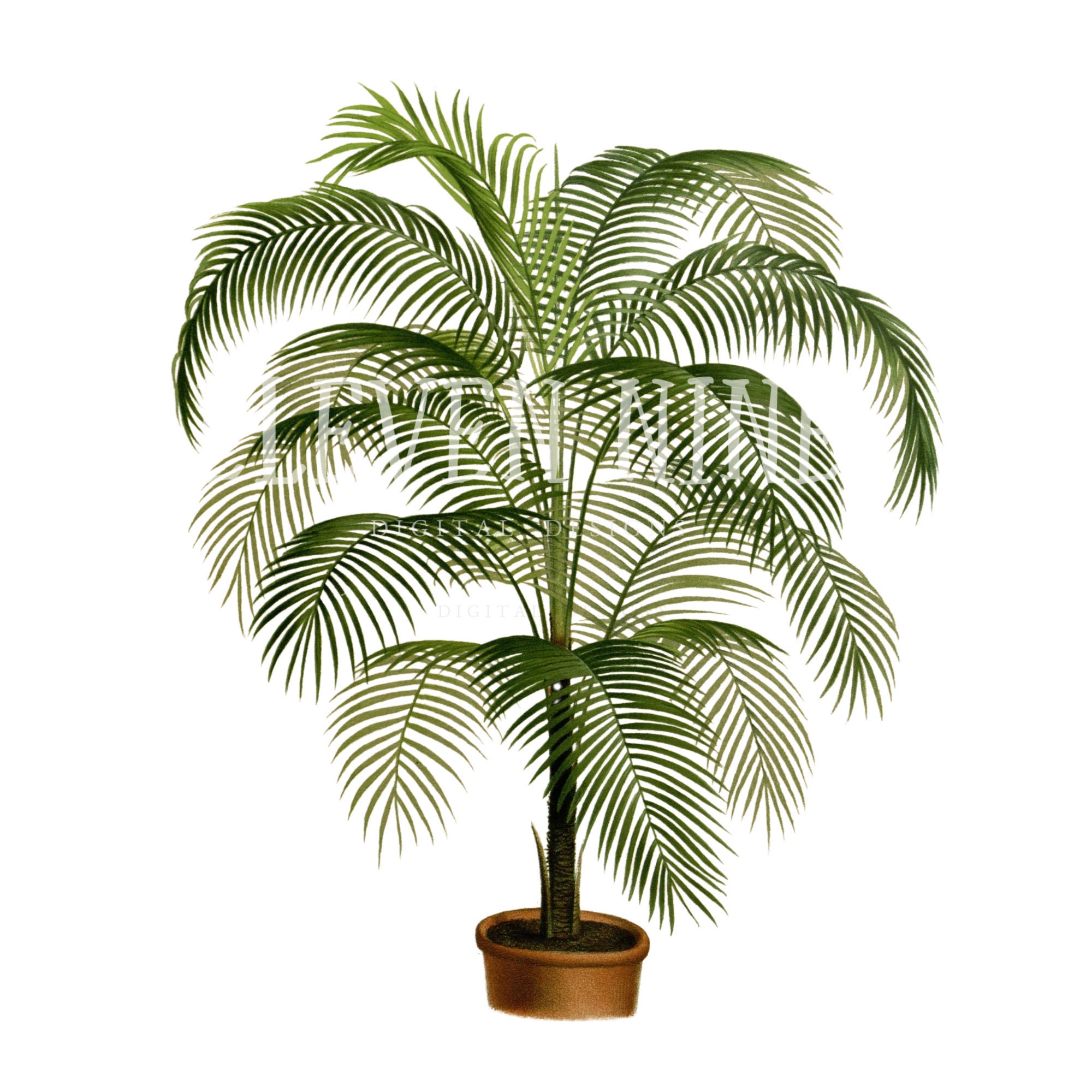 Palm Tree Clipart Palm Tree Digital Download Vintage Etsy 日本